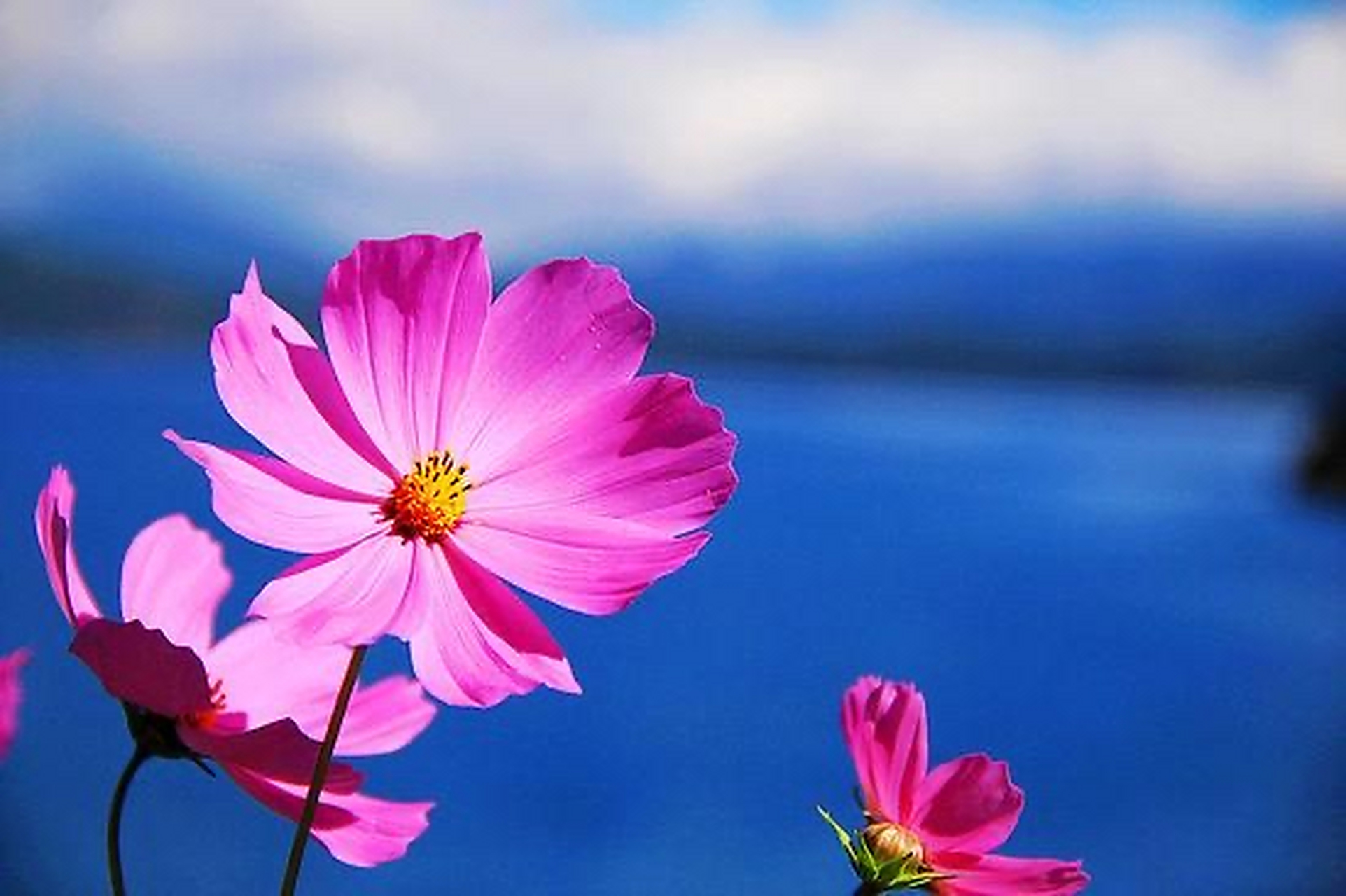 分享未来可期唯美好句,知道吗,未来可期不是一种盲目的乐观,而是一种