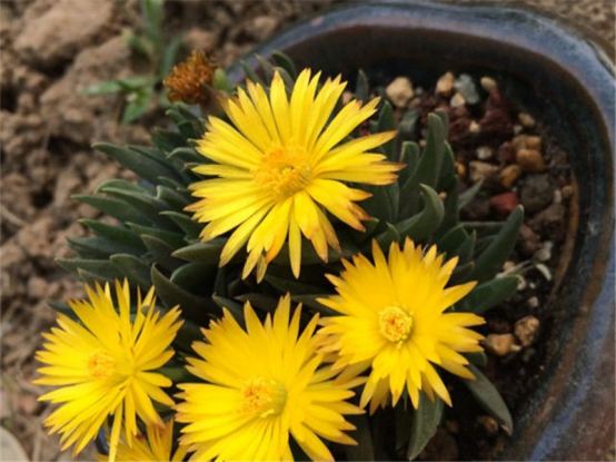 给人眼前一亮的黄花照波,适合家庭养护,爆盆靠扦插方式