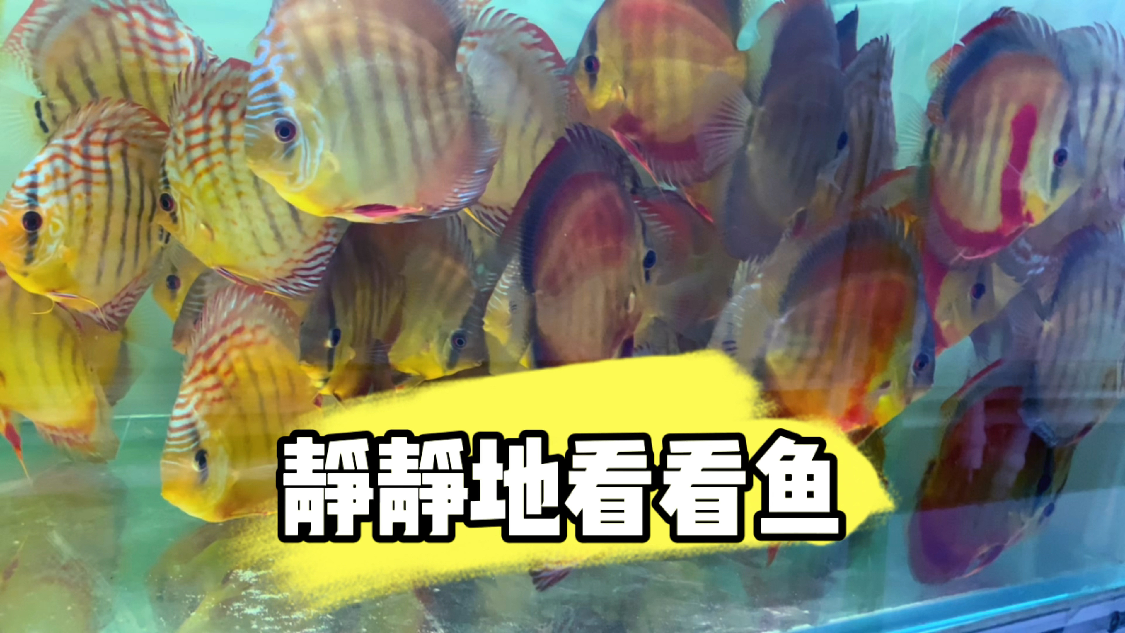 野血松石,野血cr系列的七彩神仙鱼。看看鱼,喝喝茶