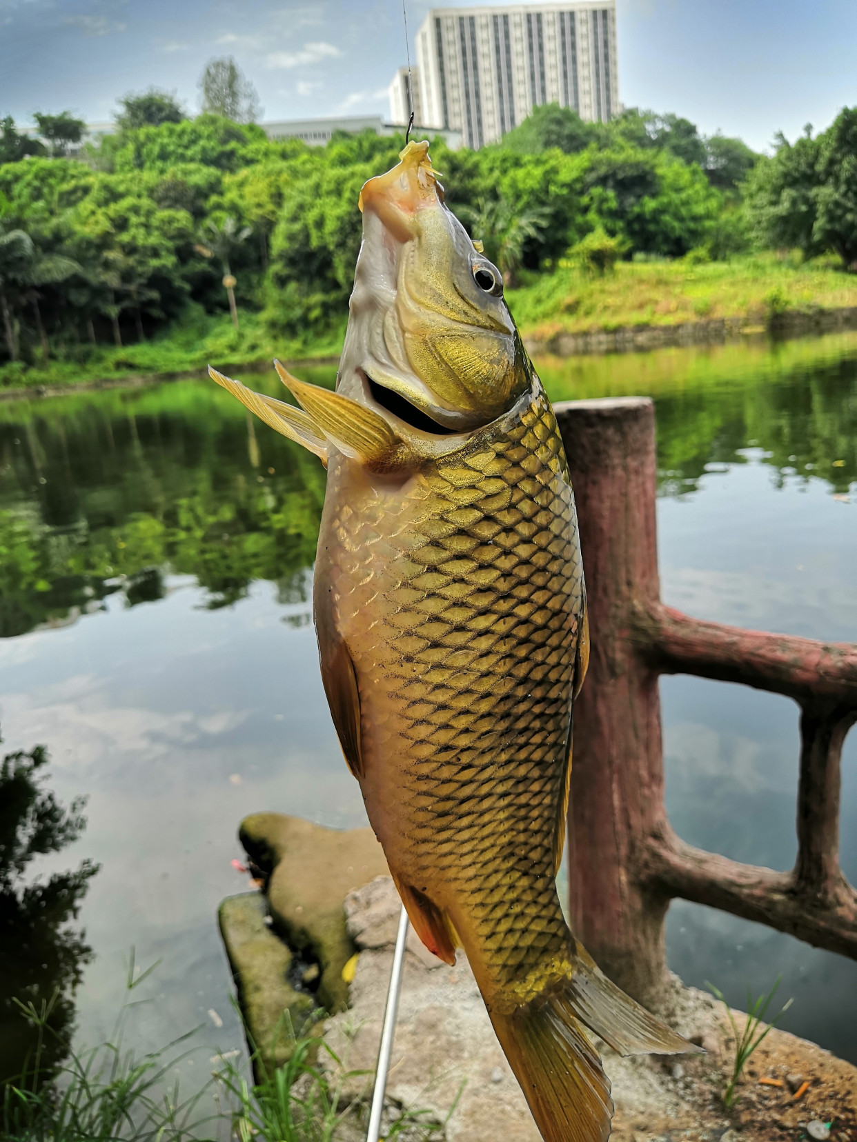 鱼类浮头泛塘的防止与解救