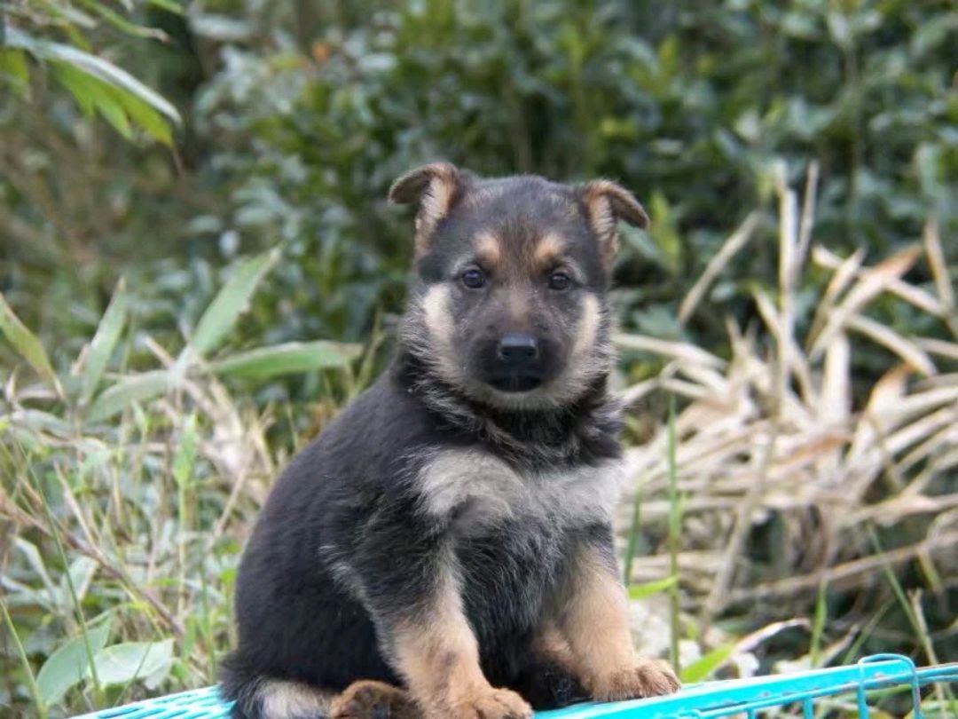 中国本土护卫犬图片