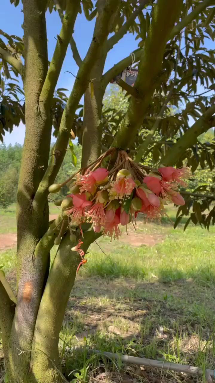 看看漂亮的榴莲花