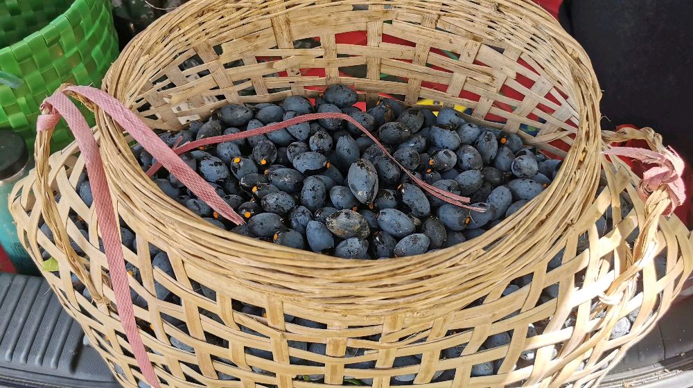 黑榄(榄角)的采摘全过程