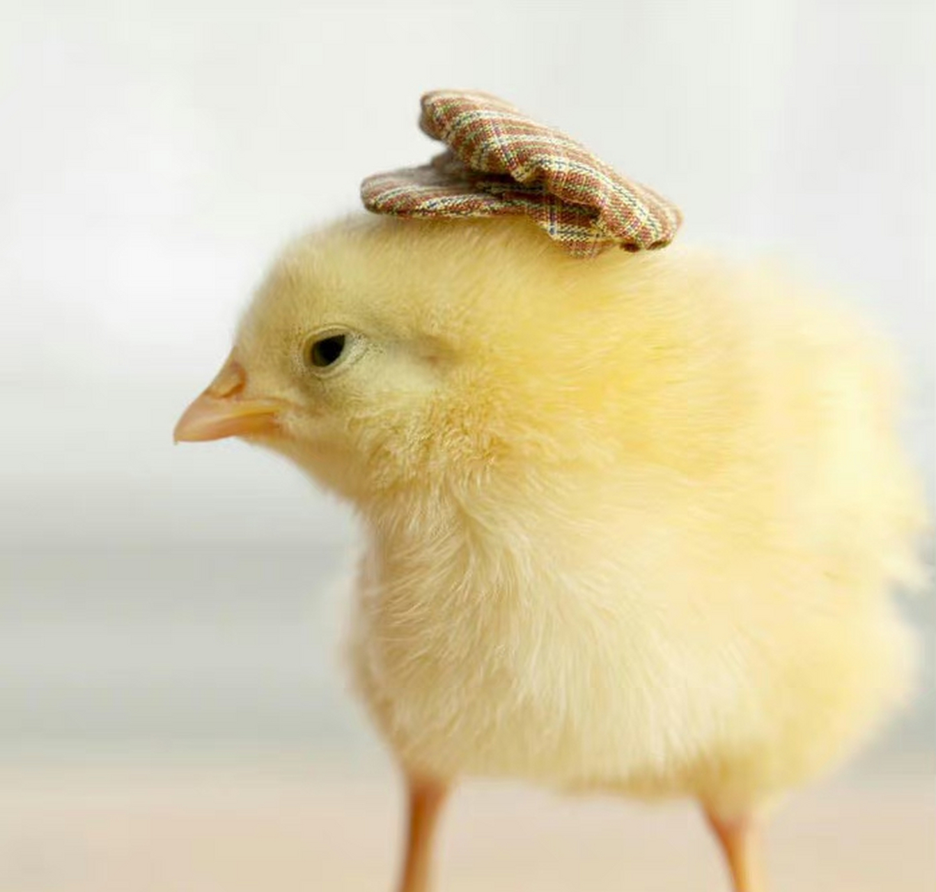 戴帽子的小鸡  |  美国摄影师 julie persons "浪漫 不是突然的惊喜