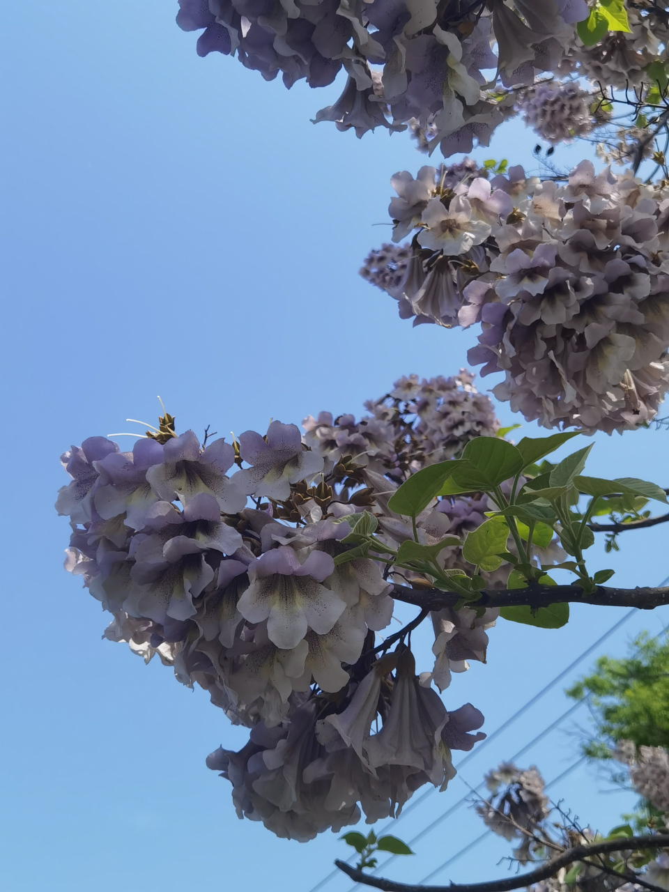 老家把泡桐称为梧桐.