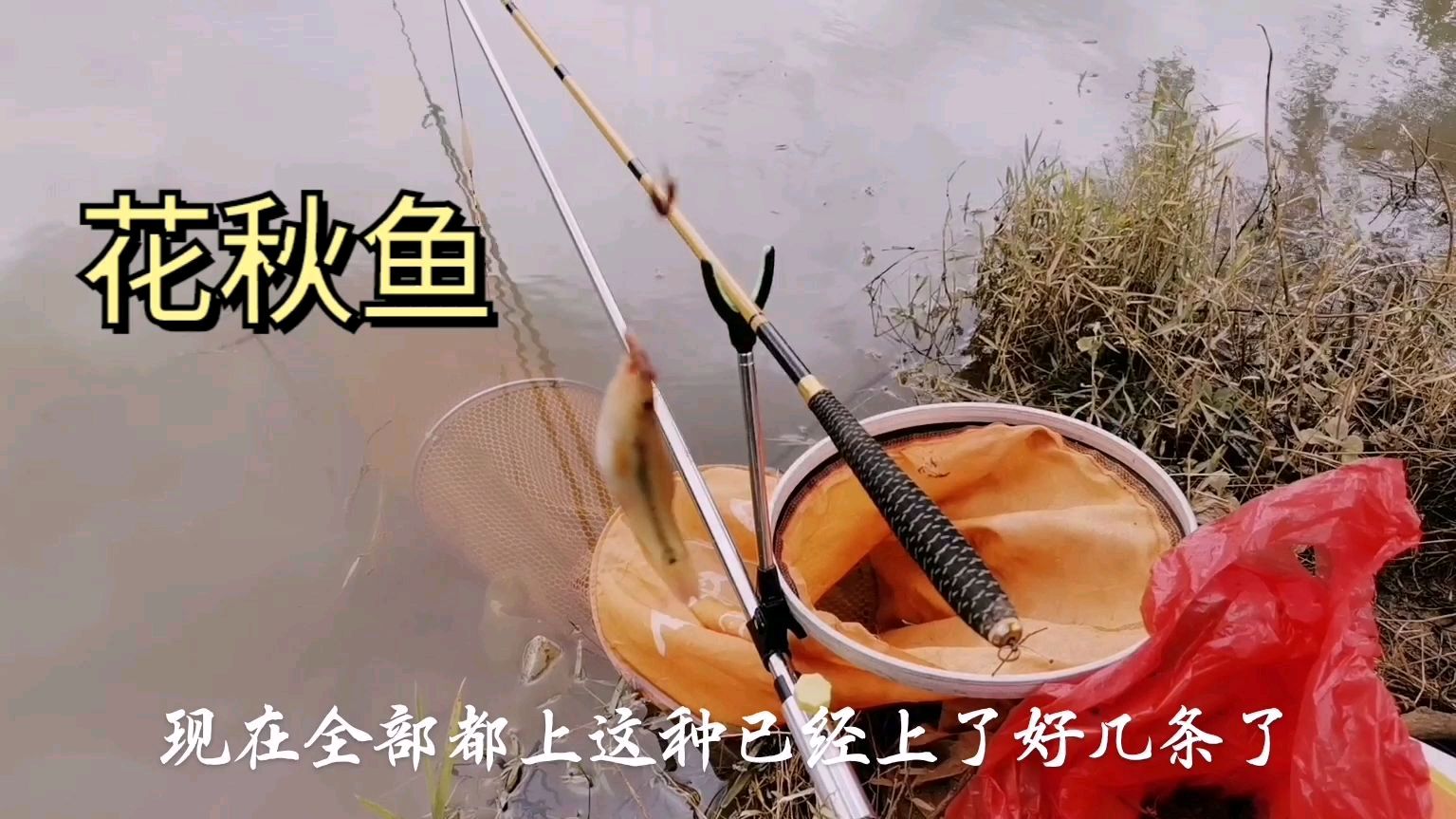 小伙户外野钓这种花秋鱼,很多钓友都说没见过,长知识了