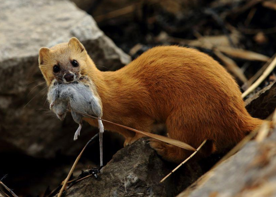 在农村中,黄鼠狼偷鸡是否为常态?怎样才能有效预防这类现象