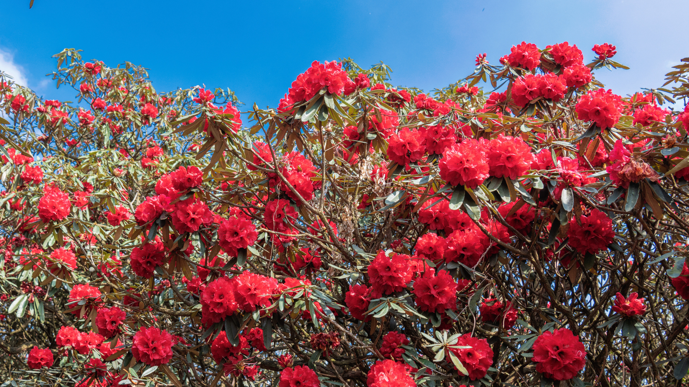 贵州百里杜鹃花,请赏析.