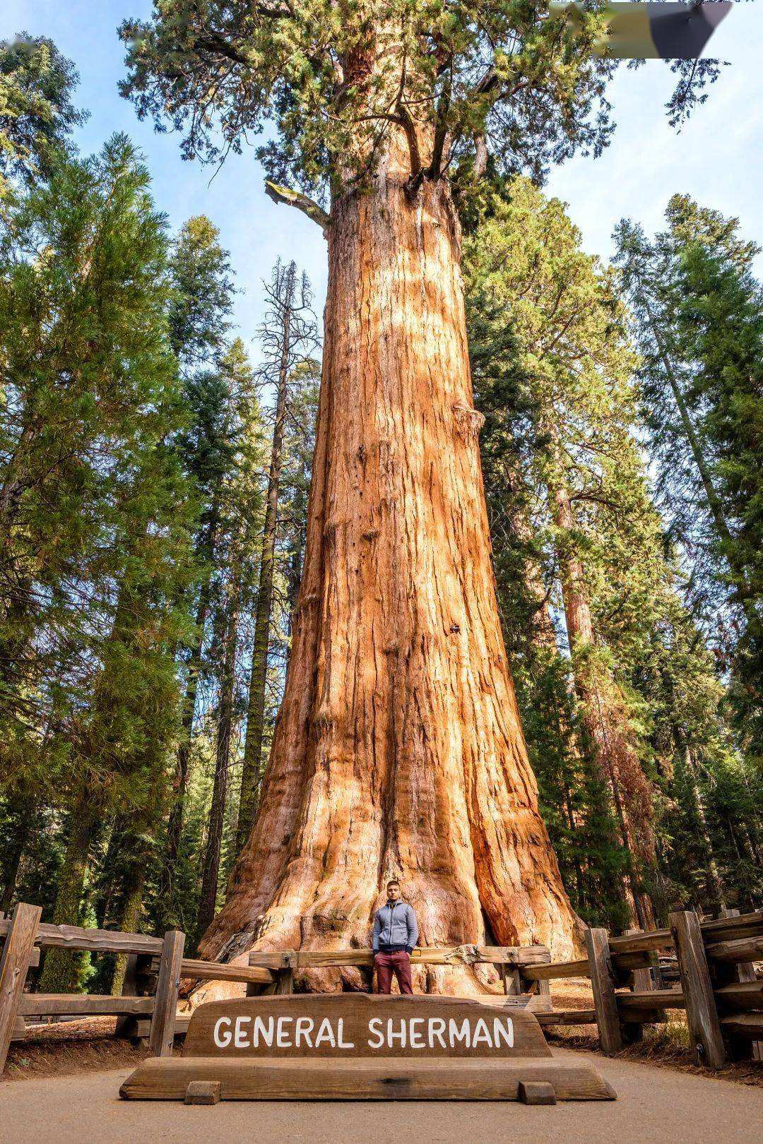 世界上最高,最粗,最大,最稀有,最古老的那些树,中国上榜一棵