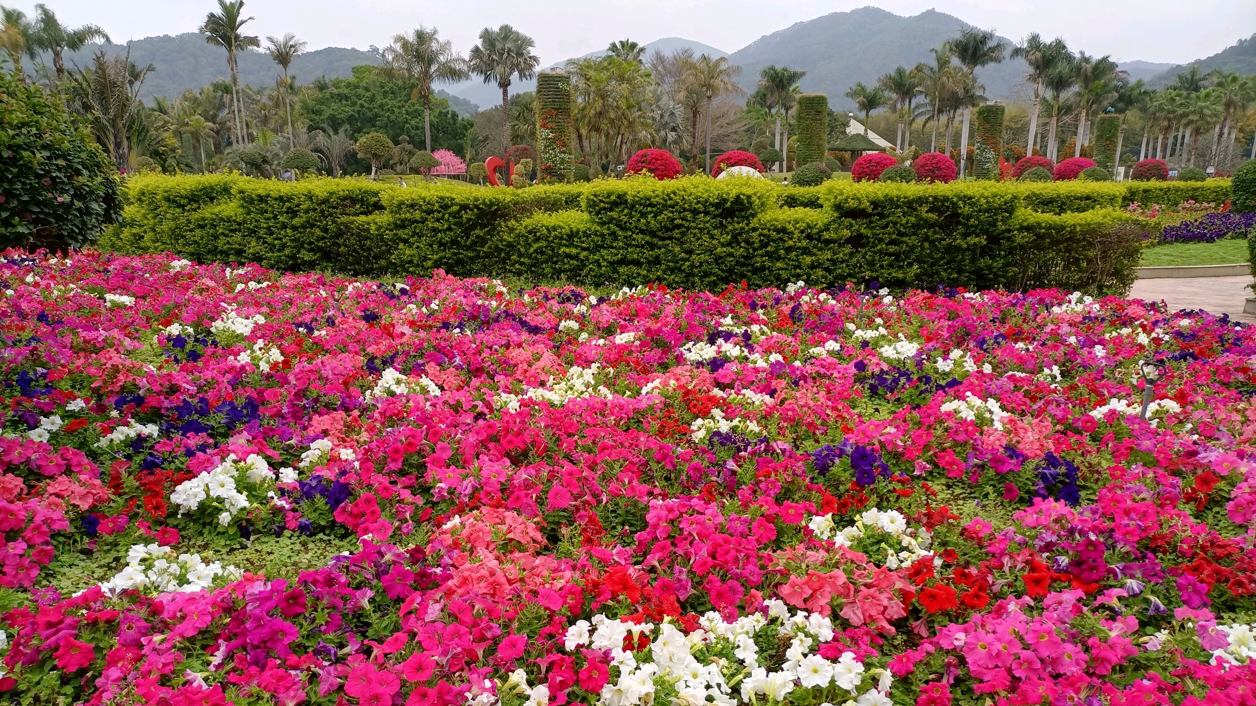 漳州东南花都花博园,这里百花盛开春滿园