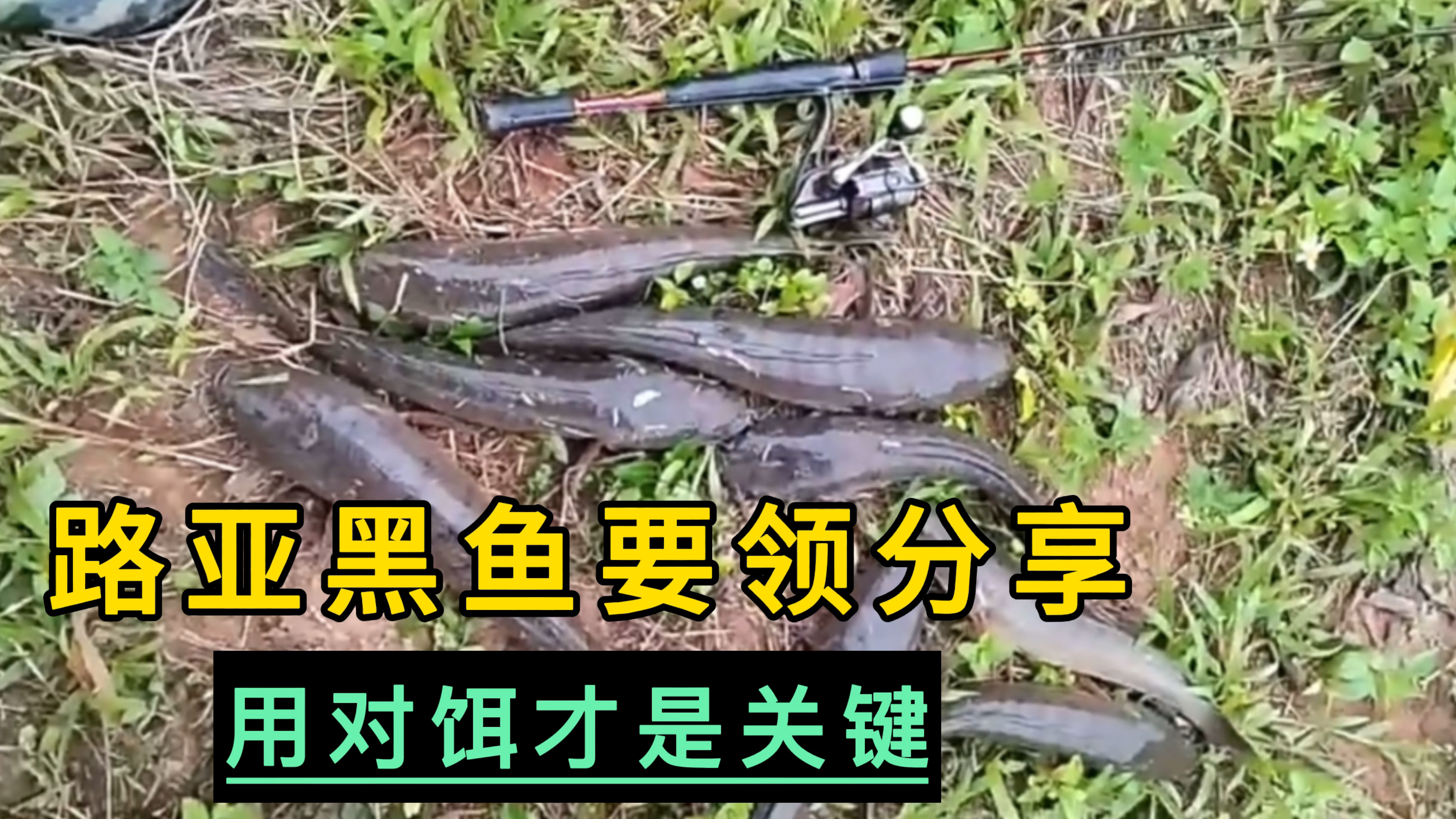 路亚黑鱼钓法破解,别再乱用饵了,对比雷蛙和软虫优缺点及钓法