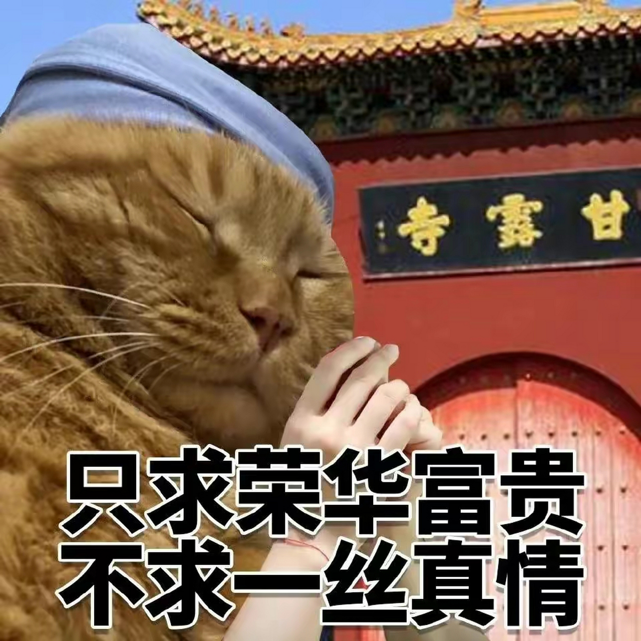 搞笑表情包# #表情包# 搞笑表情包分享,只求荣华富贵,不求一丝涨殚