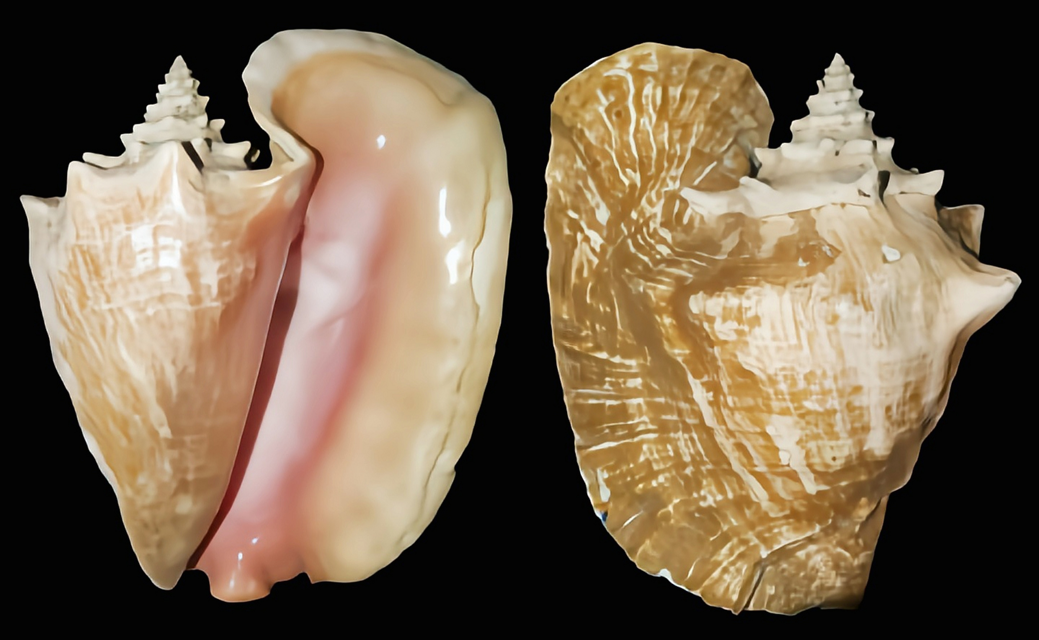 每天认识一种动物——女王凤凰螺 女王凤凰螺别名大凤螺,粉红风凰螺