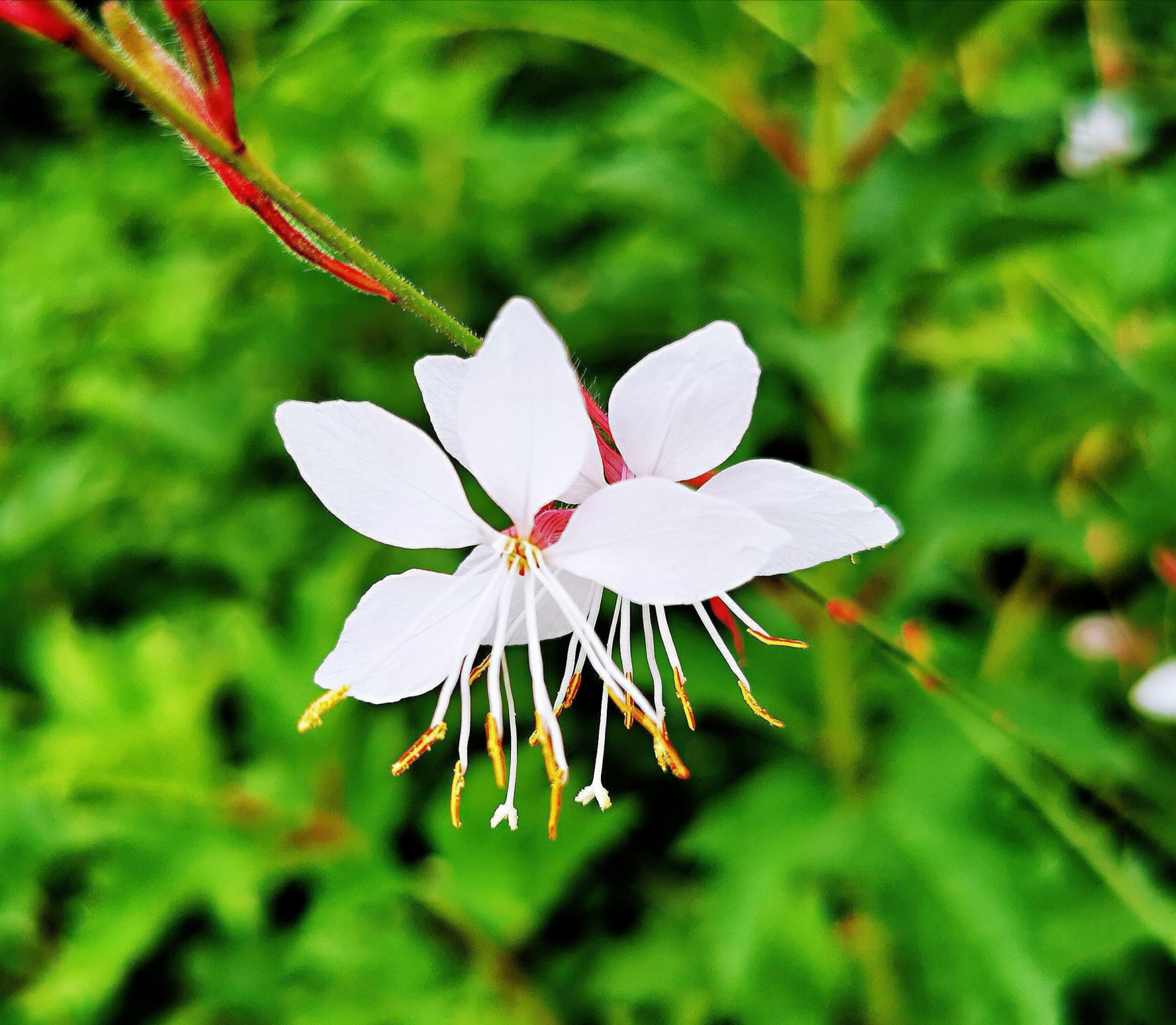 白色精灵一一花解语系列小诗