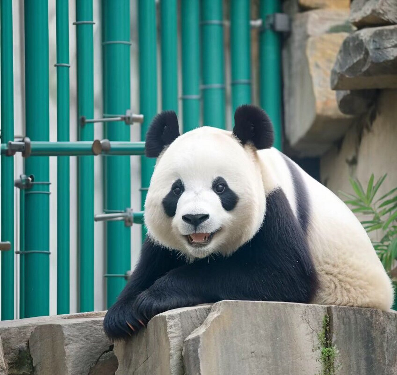 这是熊界的金刚芭比——萌妹飞云～是不是也很可爱[害羞]#大熊猫