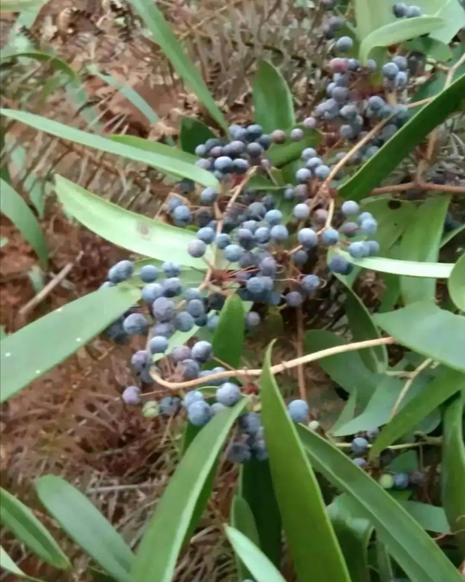 这里告诉你不管要煲什么汤,放点土茯苓,就会变成老火靓汤,味道相当不