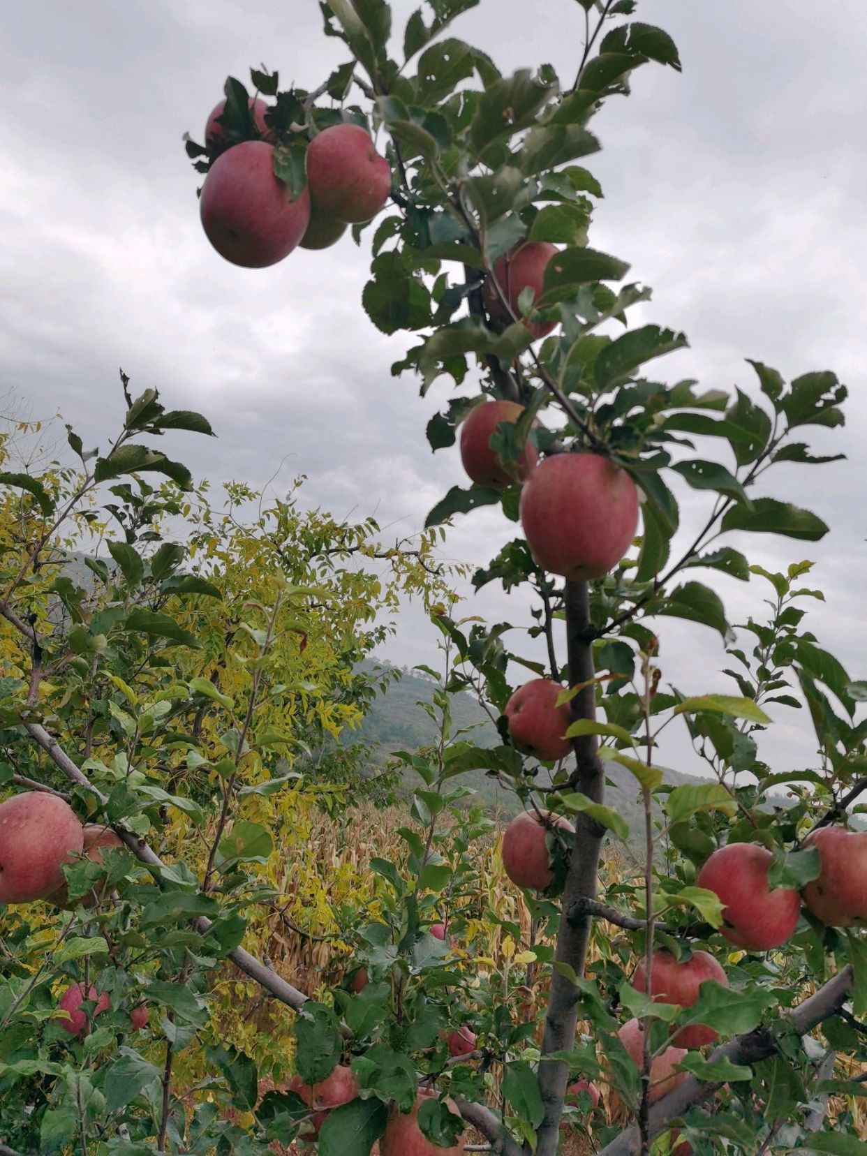 来自高山寒带地区的富士苹果