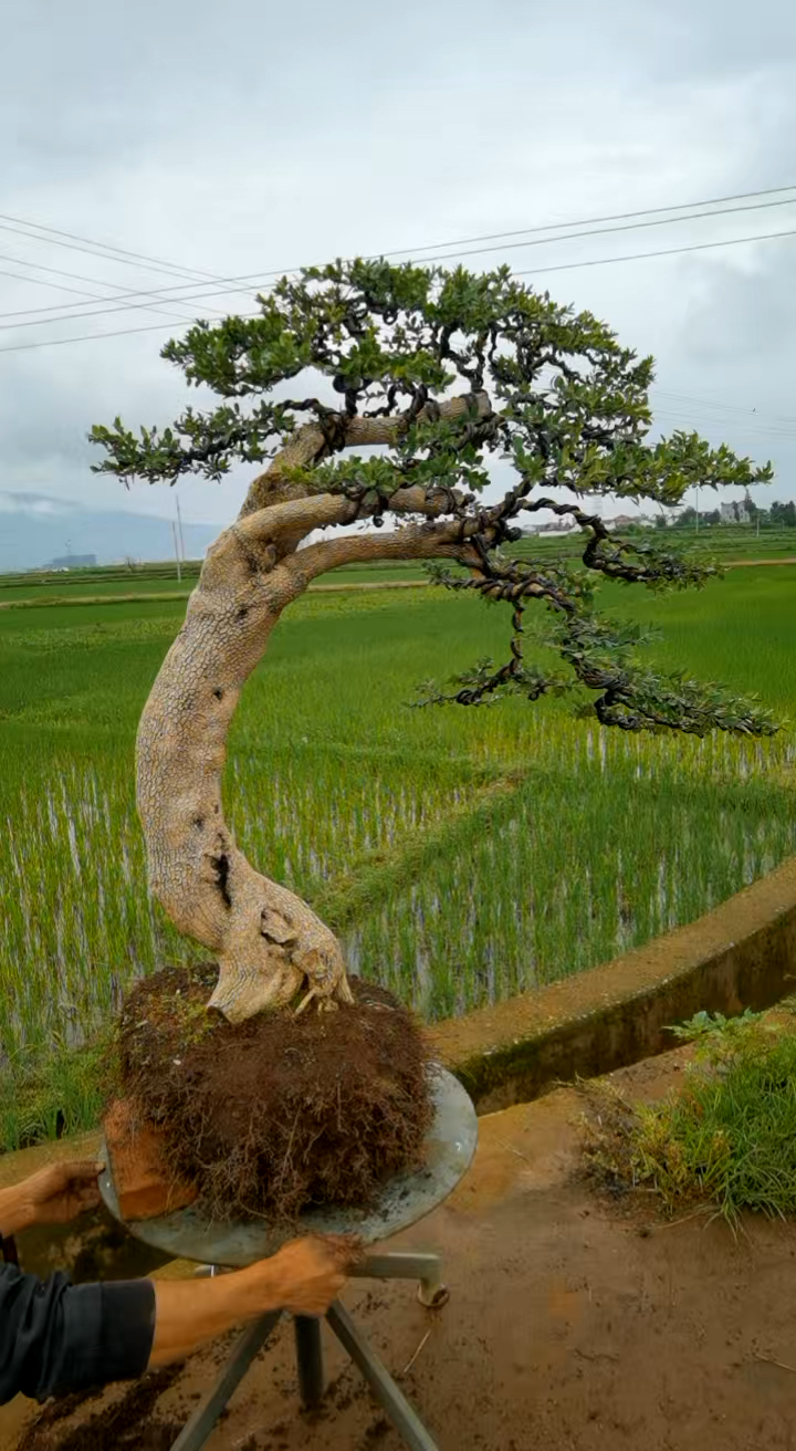 等有钱,给你上个好盆.黄杨老桩