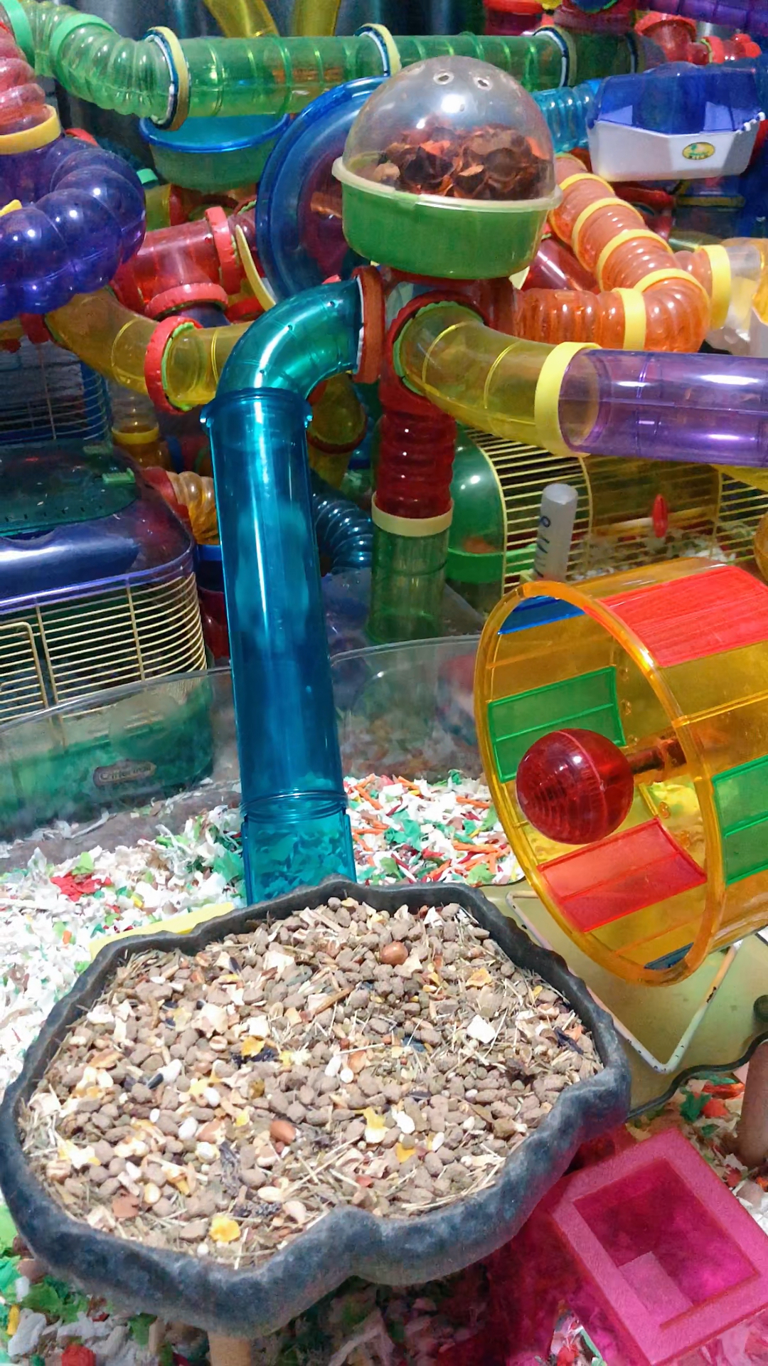 小仓鼠的滑滑梯