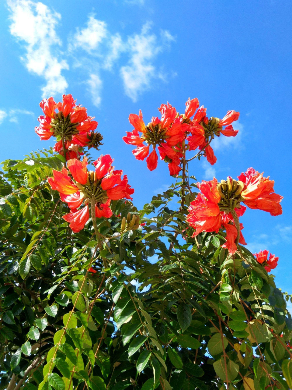 火焰花又名无忧花,其树是佛教传说的一种异树.
