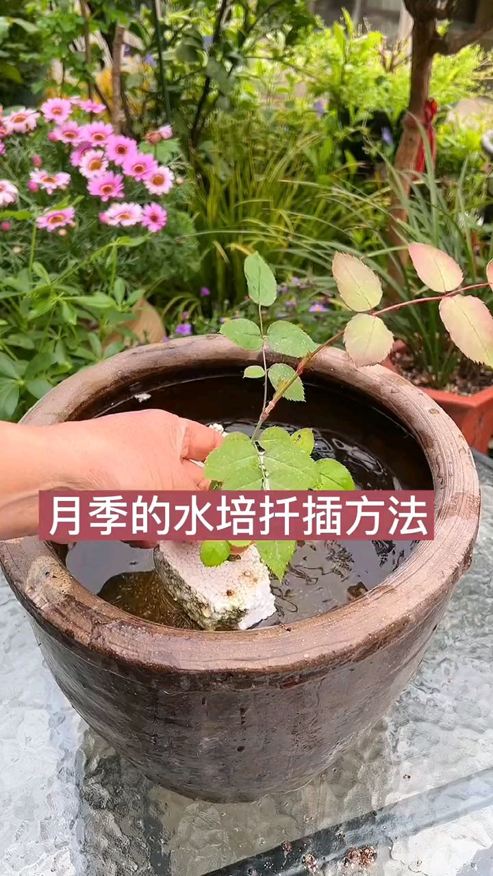 月季花矿泉水瓶水插法图片