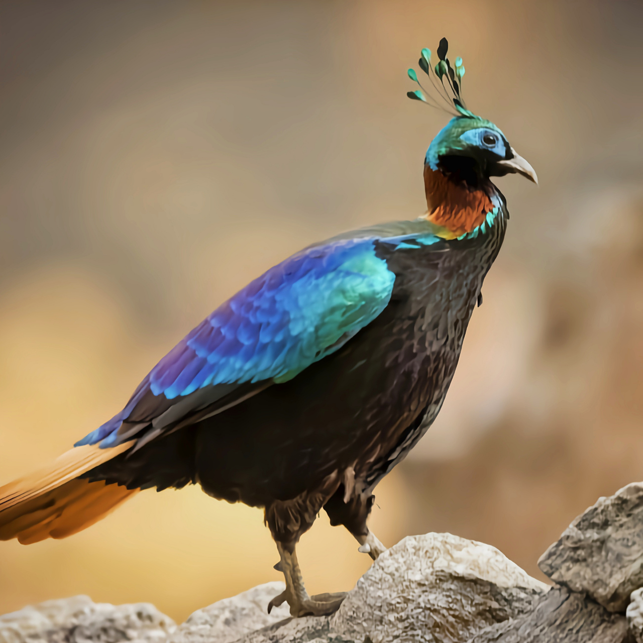 哪些有点"刑"的鸟类——棕尾虹雉 棕尾虹锥是鸡形目最美丽的鸟类之一