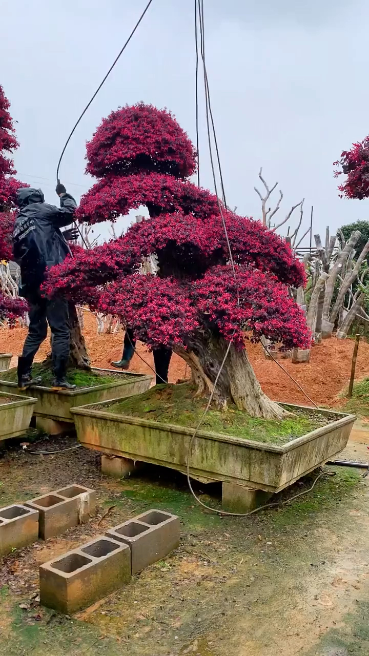 红花檵木,造型景观树,叶子四季红,一年两次花期,万绿丛中一点红,庭院