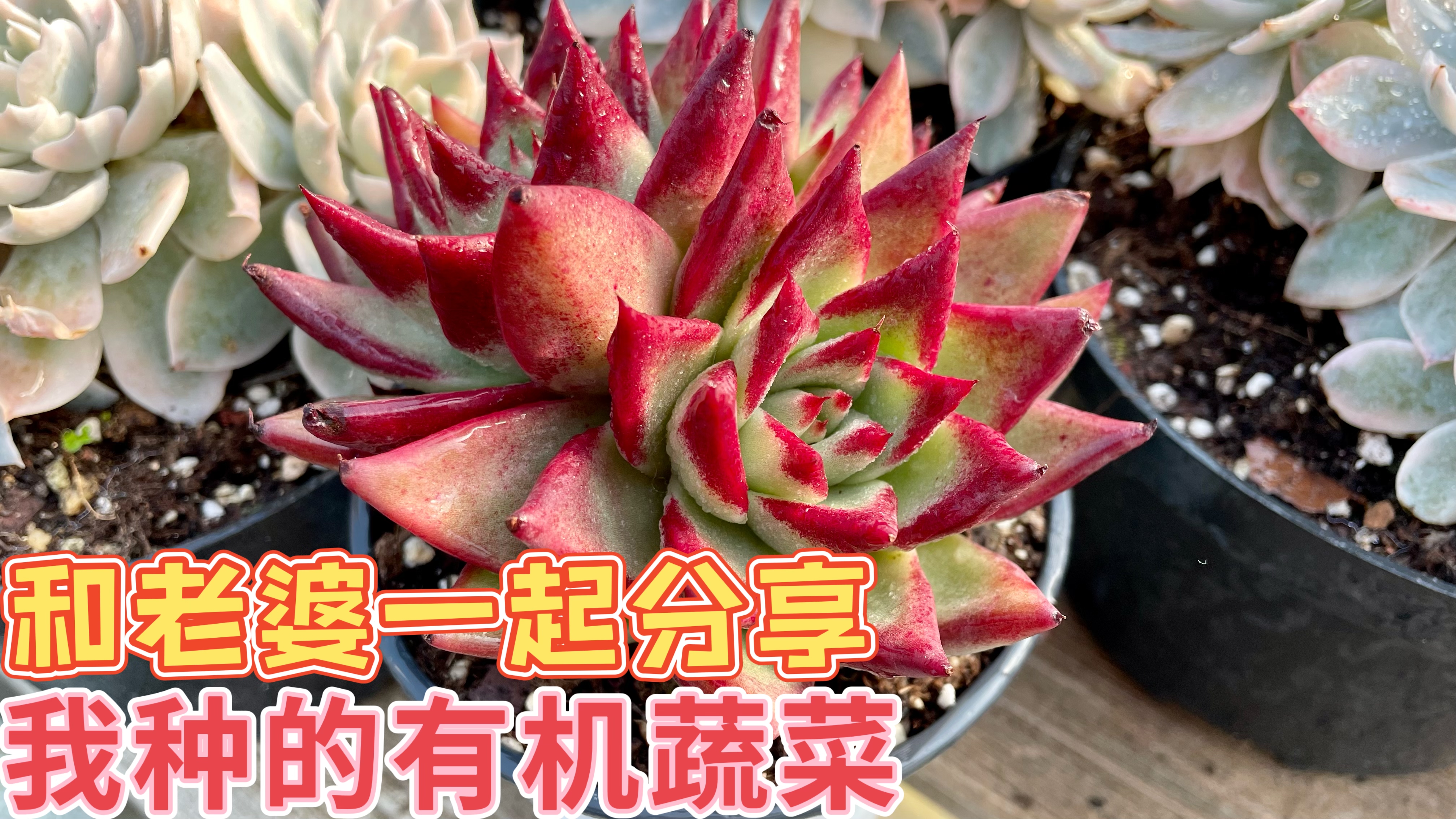 昨天视频后半部黑屏了,今天补发