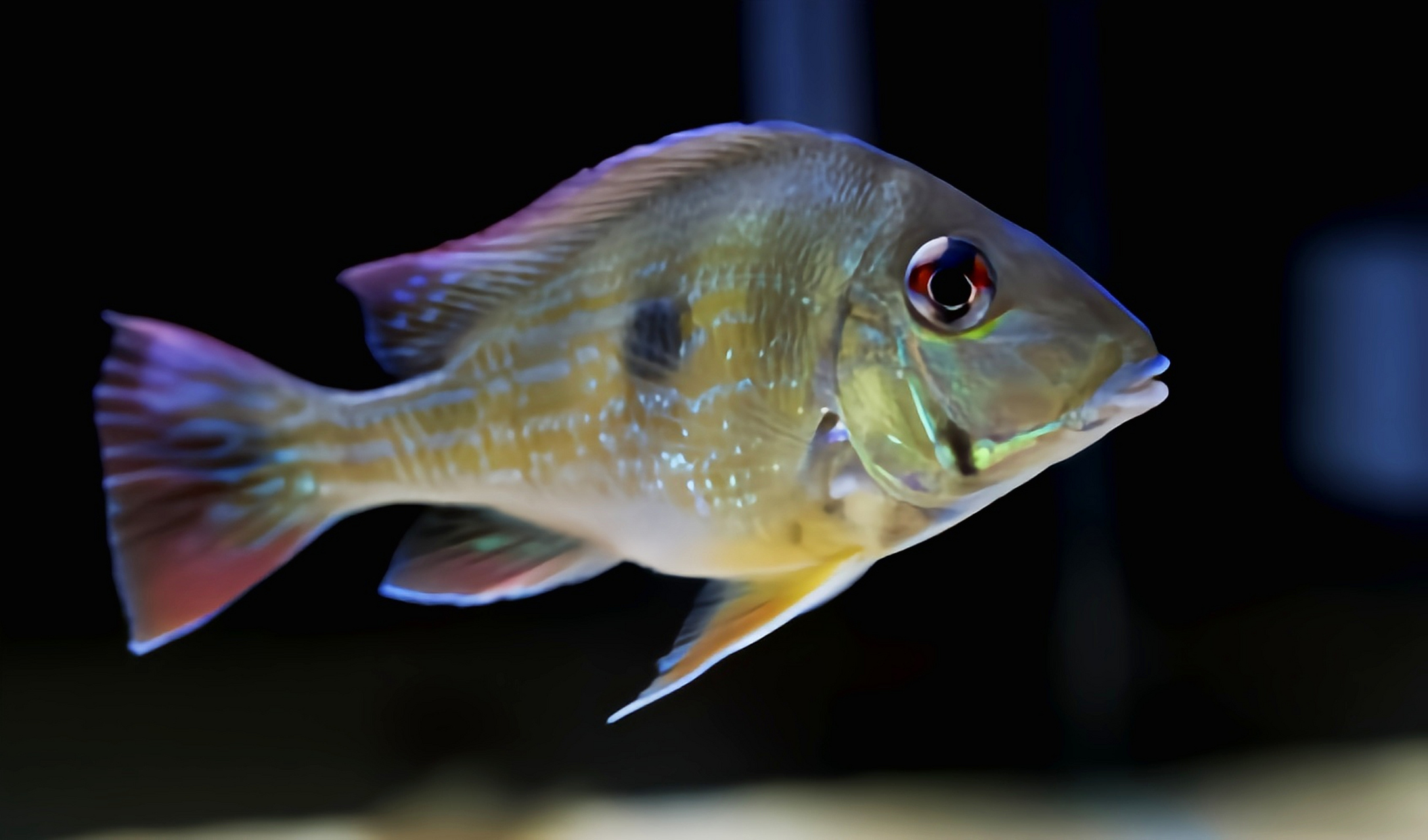 秋日生活创作季# 每天认识一种动物——委内瑞拉血焰鱼 委内瑞拉血焰