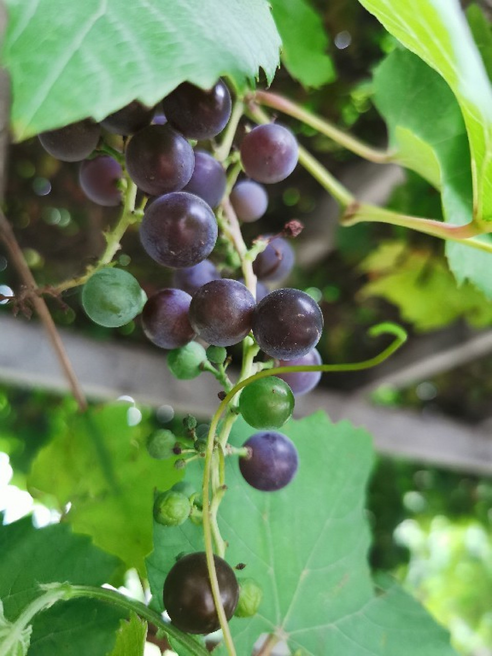 盛夏风景# 外求于物,不如内求于心,内求方是正解.