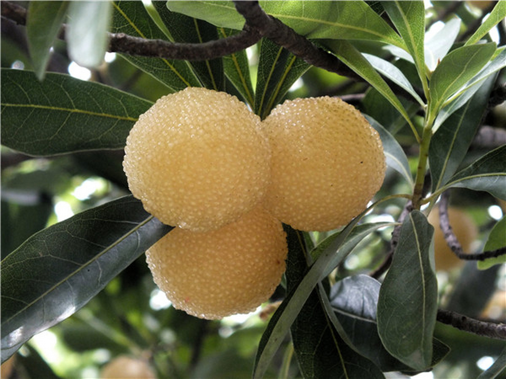 水晶白杨梅及三年生苗#水晶白杨梅