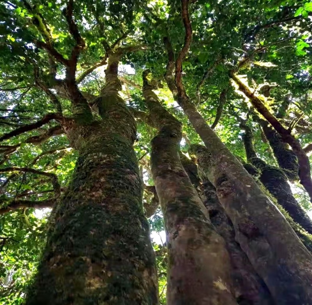 带你了解云南新六大茶山之一的南糯山古树普洱茶