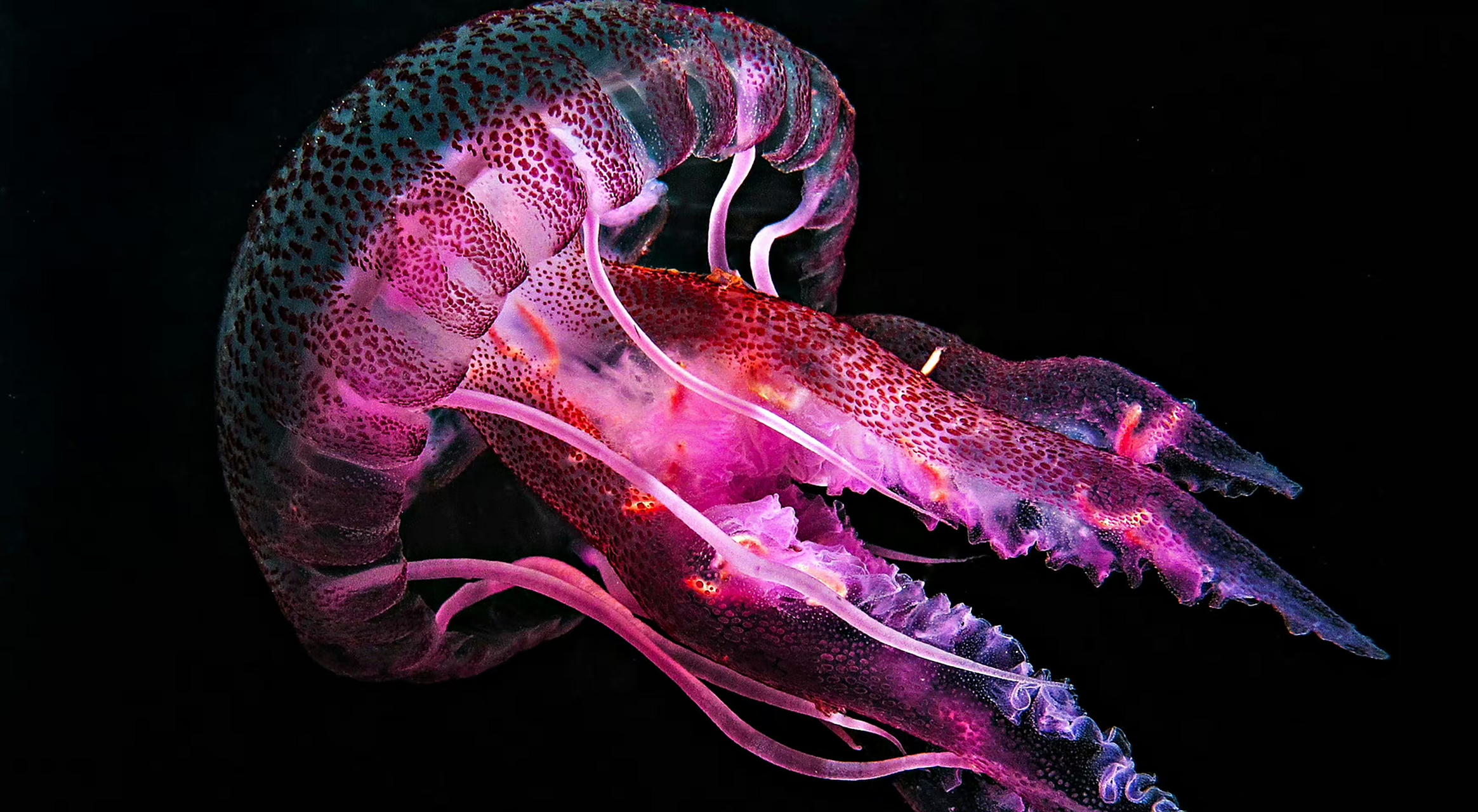 pelagia noctiluca 夜光游水母 67