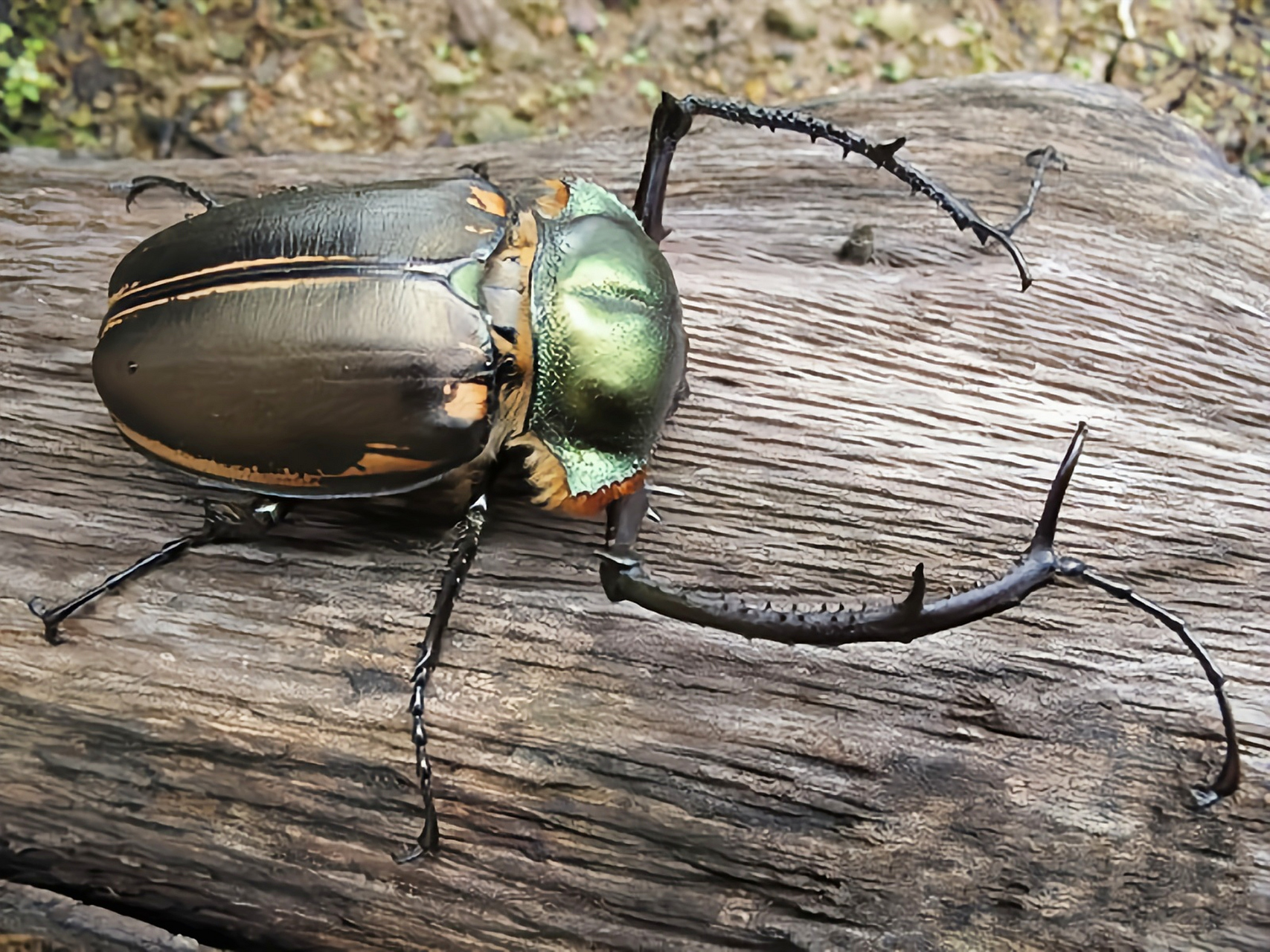 每天认识一种昆虫——阳彩臂金龟 阳彩臂金龟又名福氏彩臂金龟,曾在
