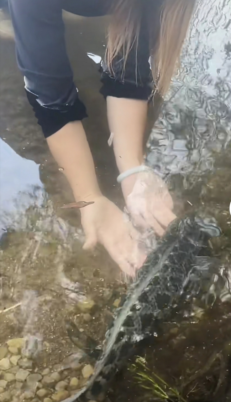 大家有没有见过徒手抓鱼