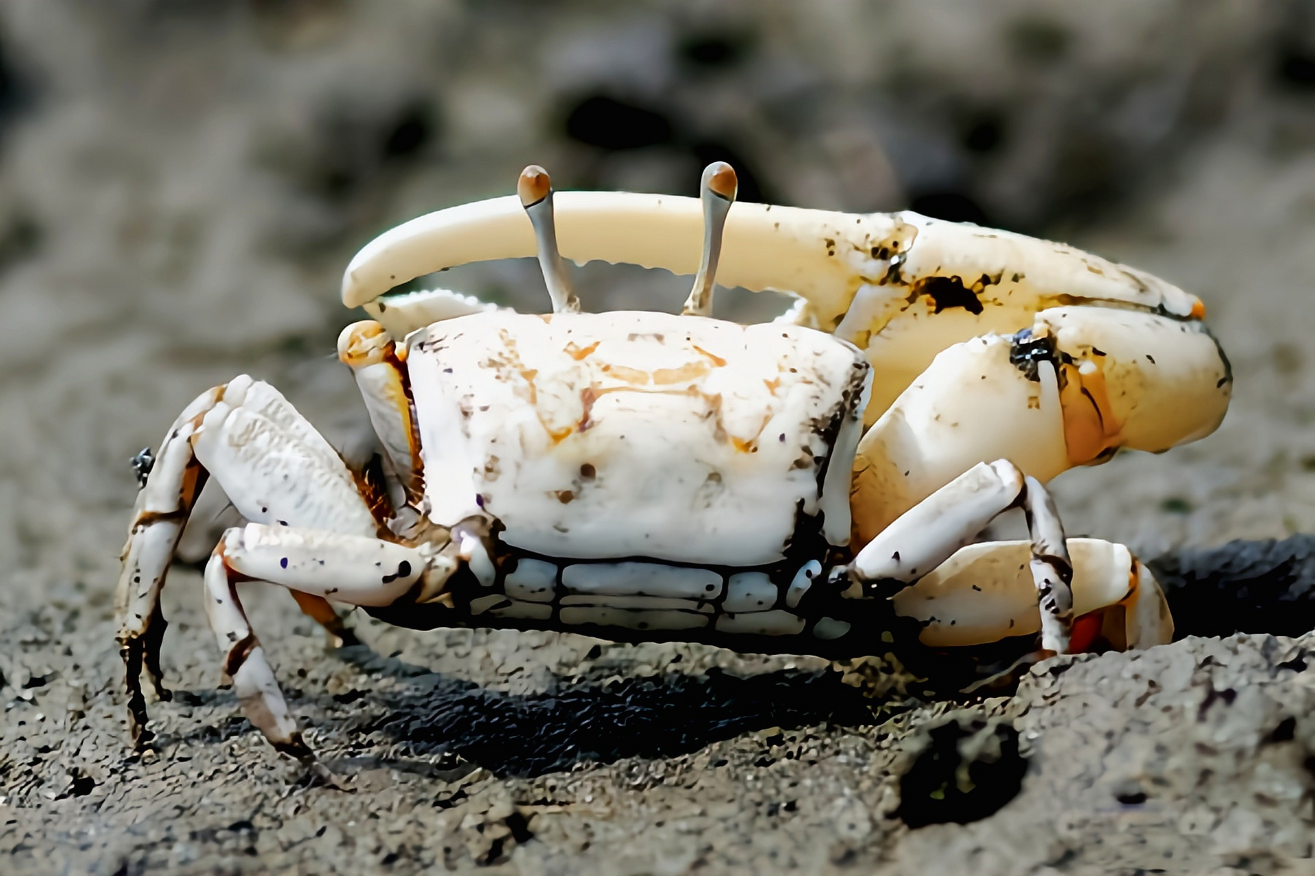 每天认识一种动物——清白招潮蟹 清白招潮蟹别名白扇招潮蟹,环纹清白