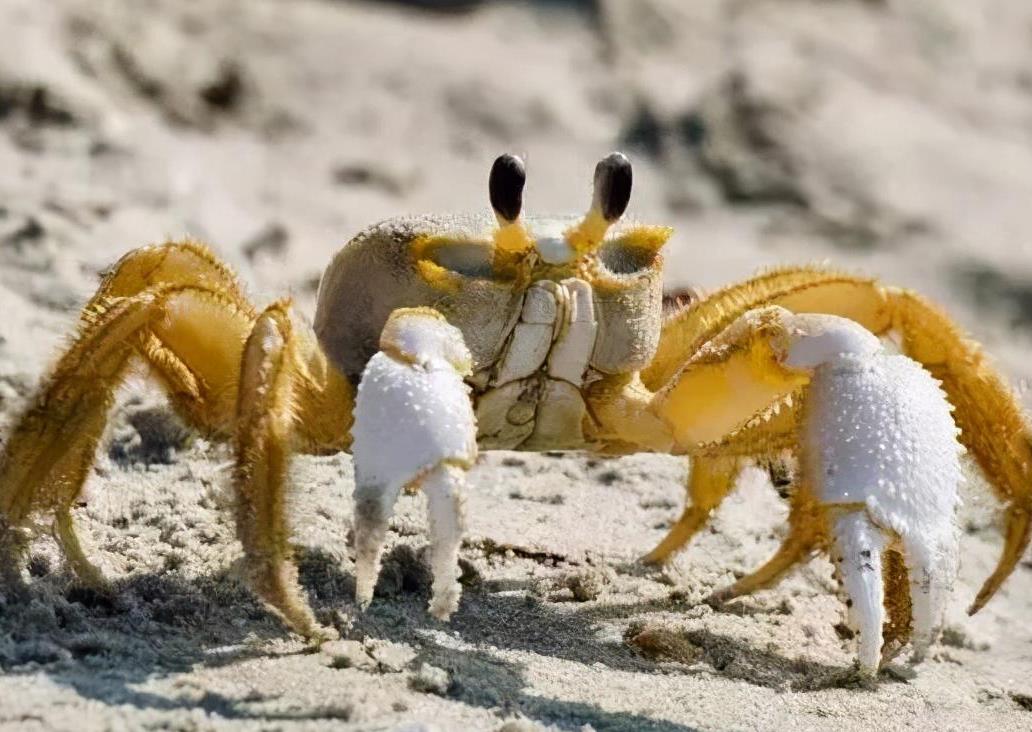 100种多姿多彩的螃蟹,罕见