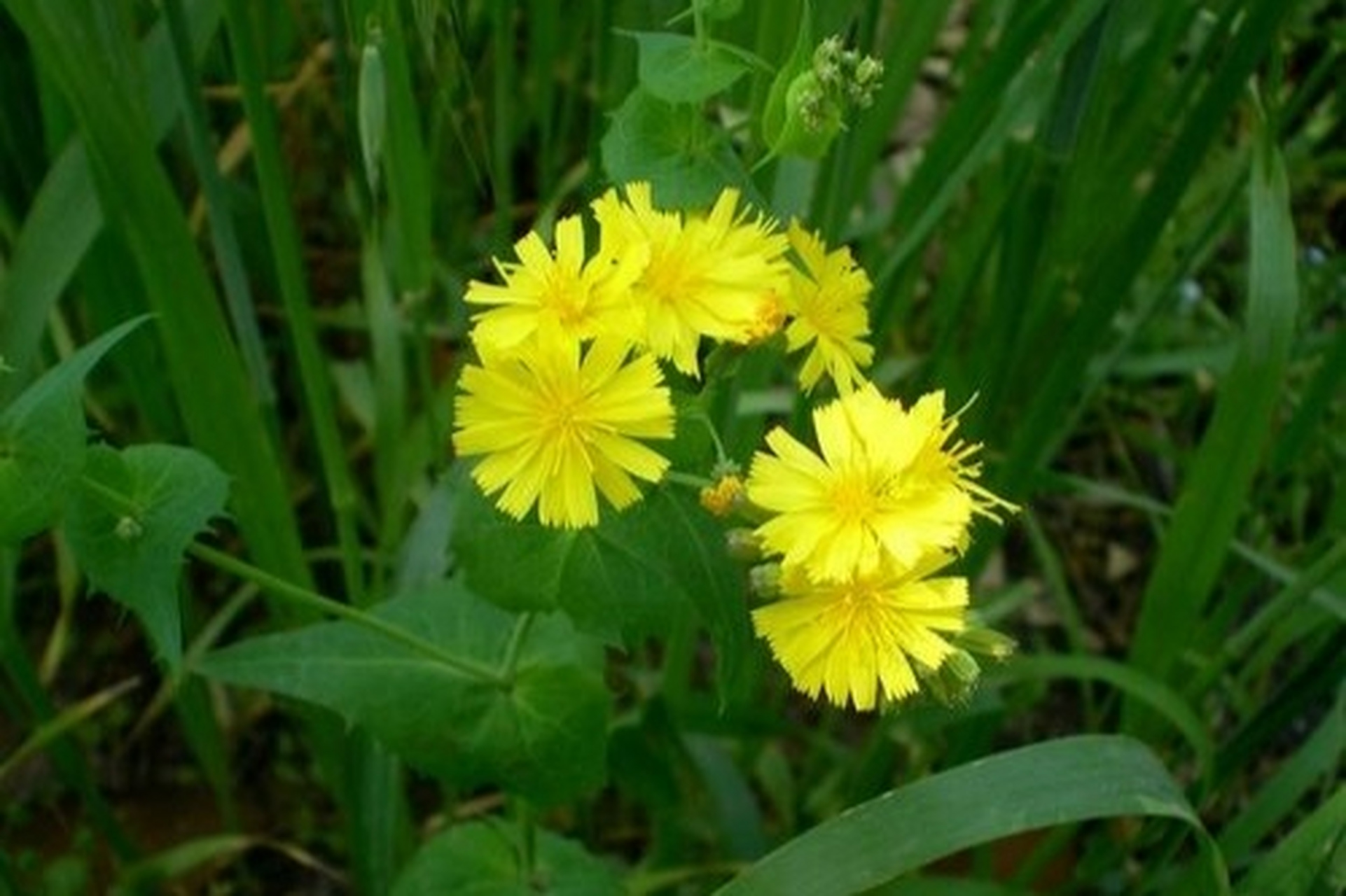 邂逅奇花异草:依次为野亚麻,图二未知,紫花山莴苣,婆婆指甲菜,蓟,玉簪