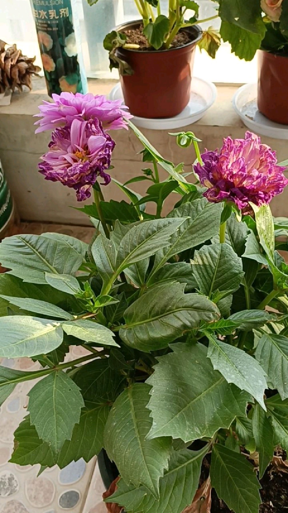 小丽花开花时的花期修剪