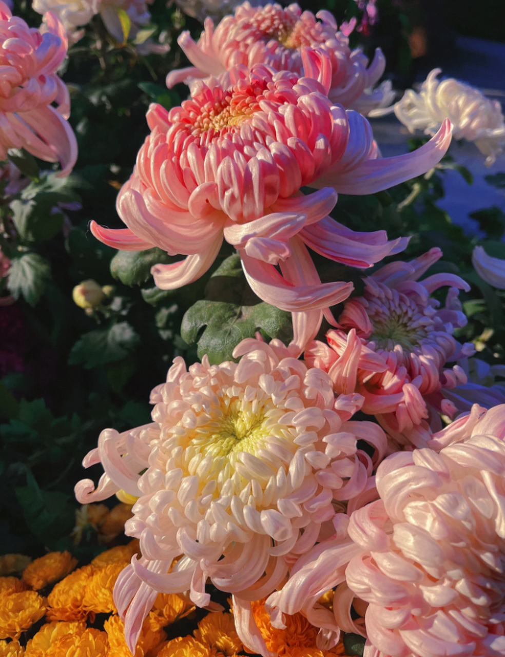 菊花# #养花# #花卉