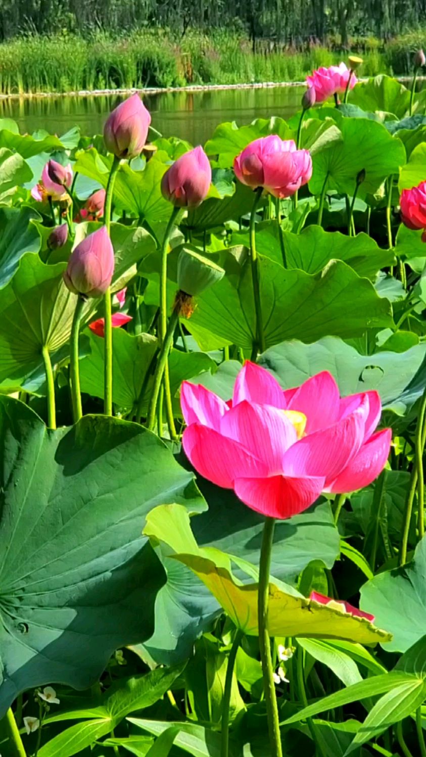 北山美丽园的荷花竞相开放!#夏日荷花#荷塘美景#好运莲莲