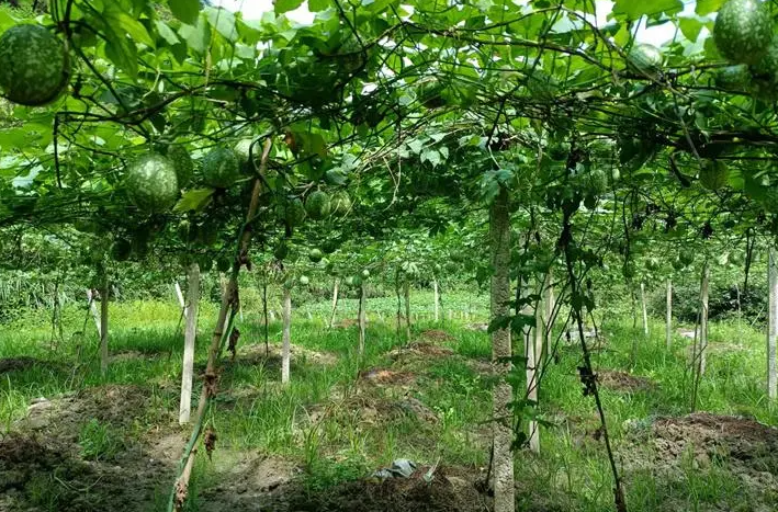 吊瓜子种植栽培方法:轻松掌握,丰收满满!