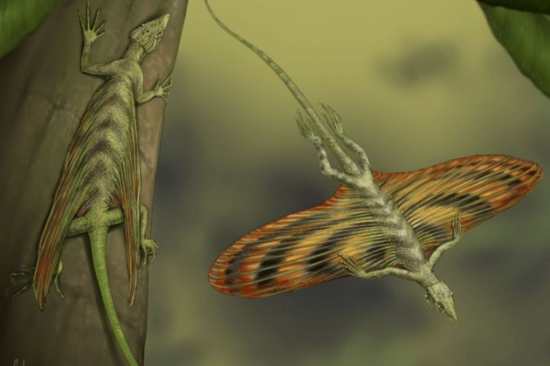 远古生物探秘——空尾蜥 空尾蜥是目前已知的脊椎动