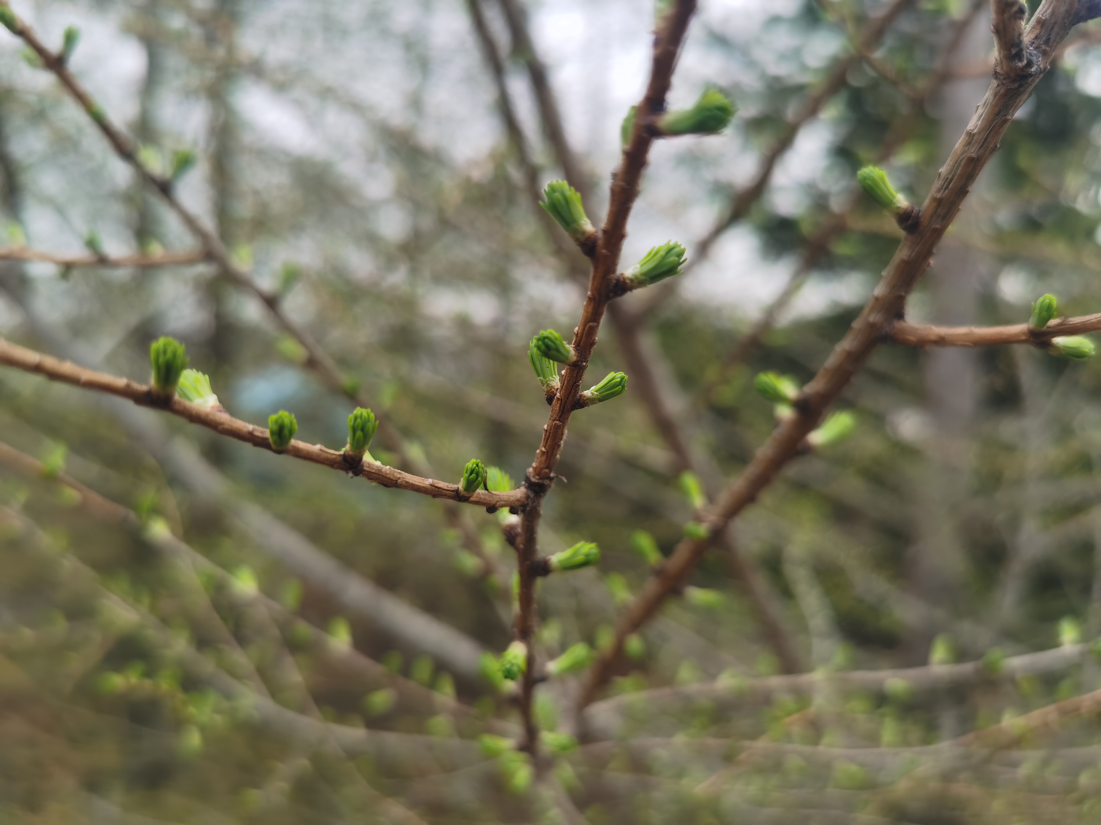 春天树枝发芽图片