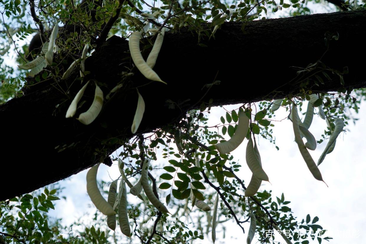 皂角树 文/江桦