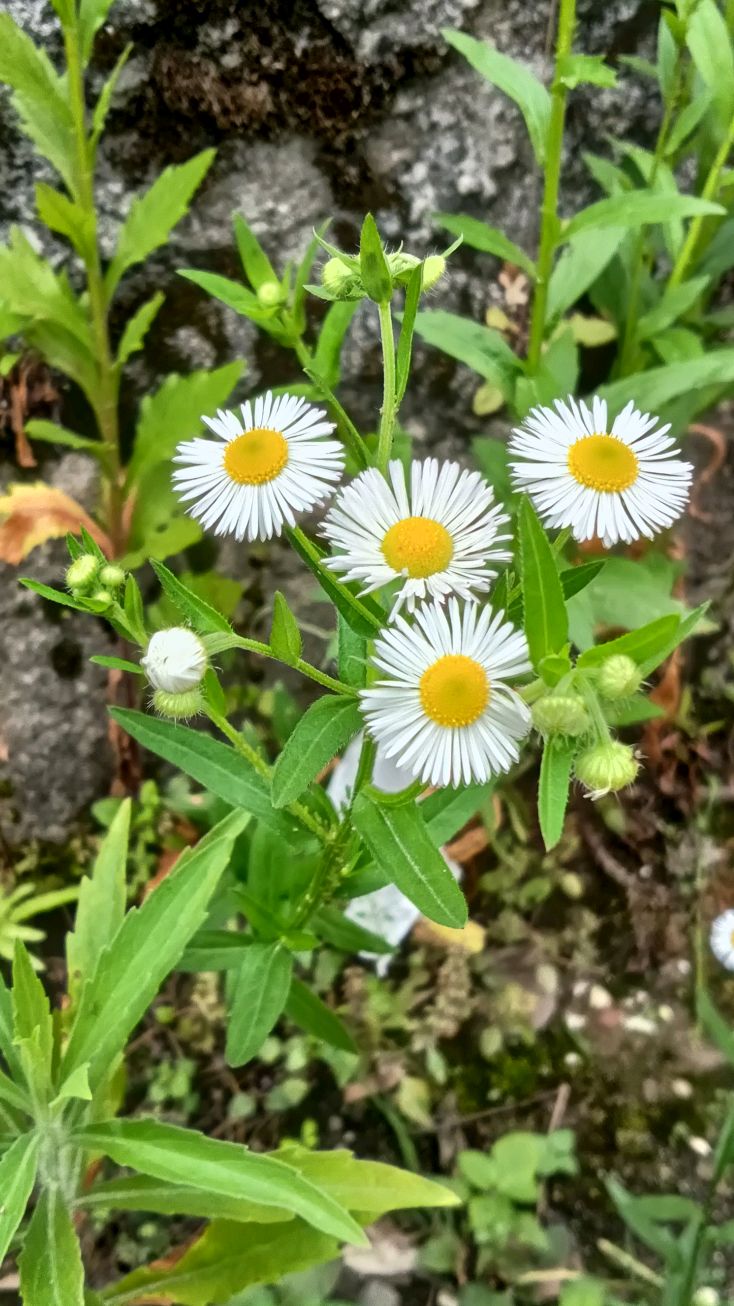 九江修水县古市镇,顶级学霸养成记(长期3)