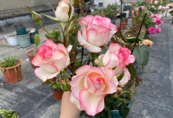 艾莎月季很好看的月季品种, 有多头有单头