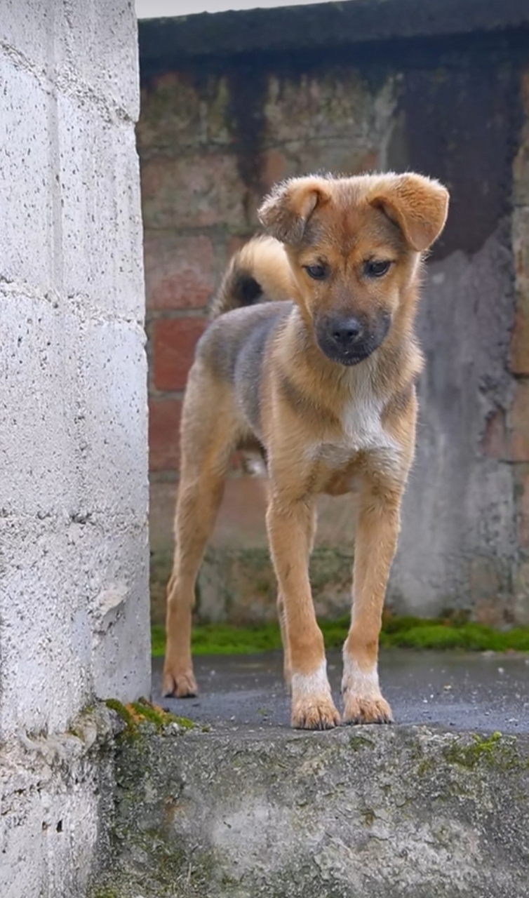 狗狗的耳朵垂下来真可爱