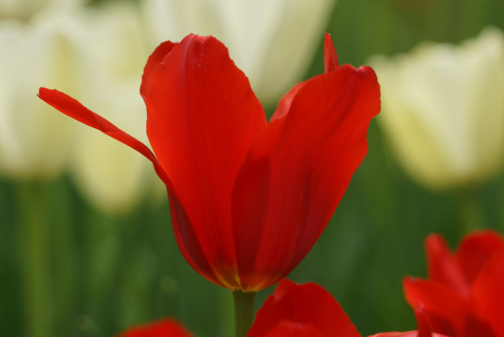 九月动态激励计划# 郁金香——红衣主教  红衣主教,花单瓣,杯状,以