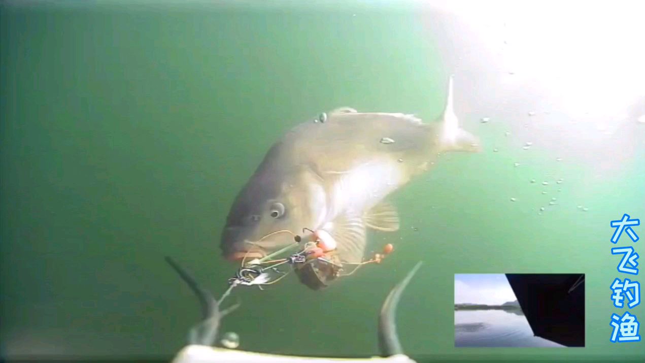 水下高清野钓大鲤鱼,中鱼瞬间